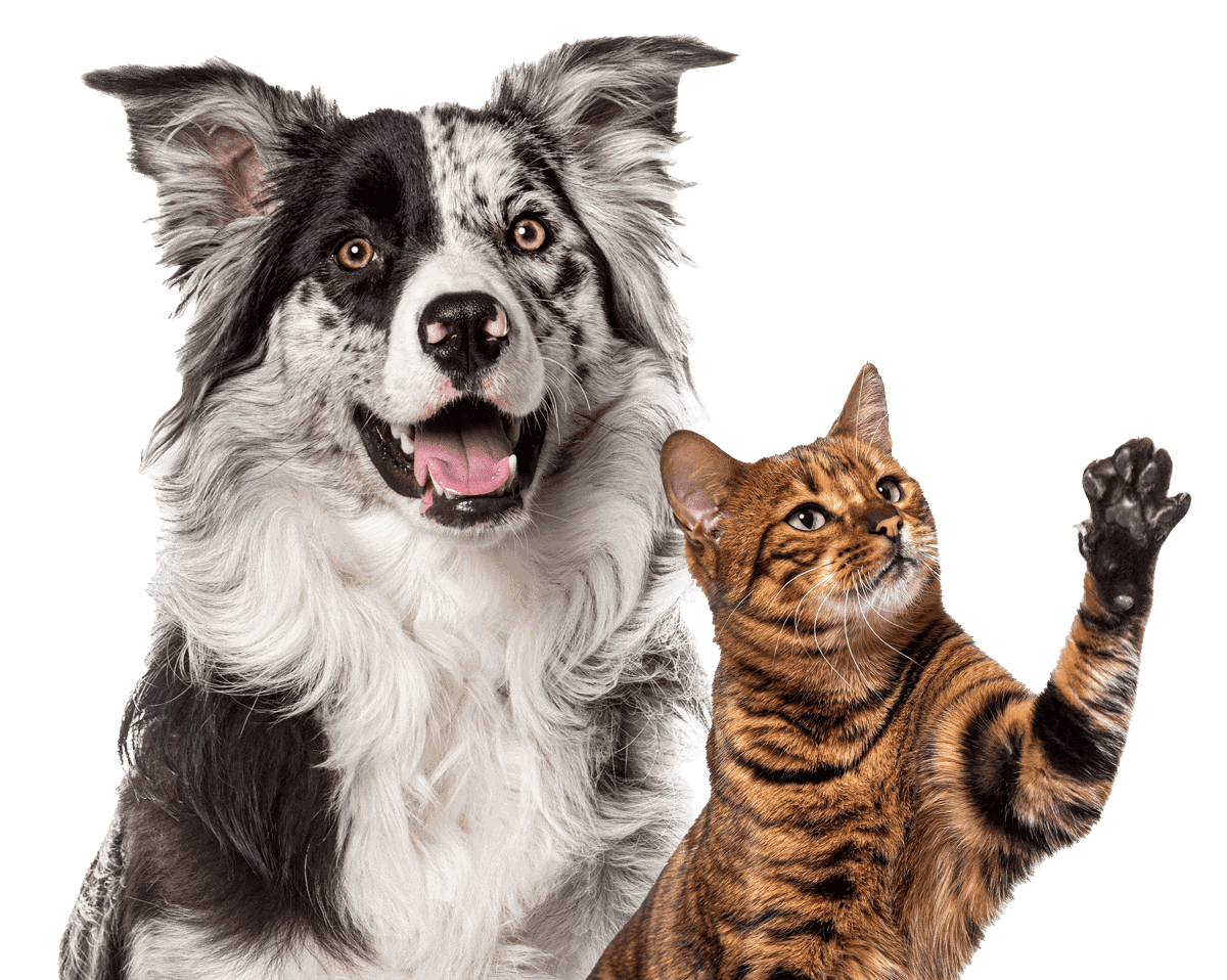 Veterinary care for dogs and cats in Delray Beach, FL Happy dog and cat sitting together