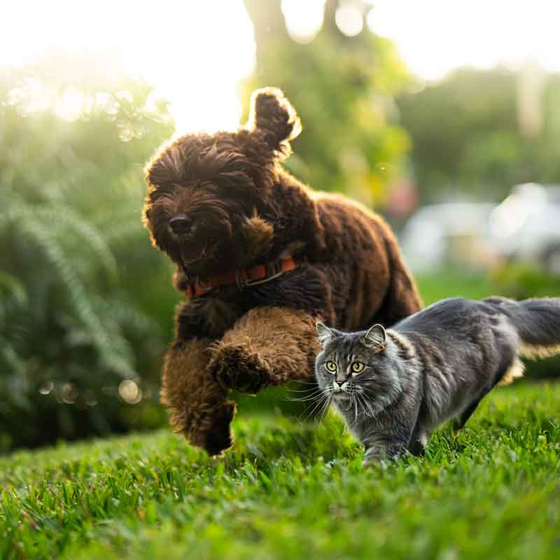 For Adult Pets For Adult Pets