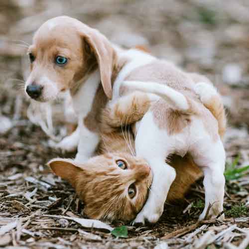 For Puppies & Kittens For Puppies & Kittens