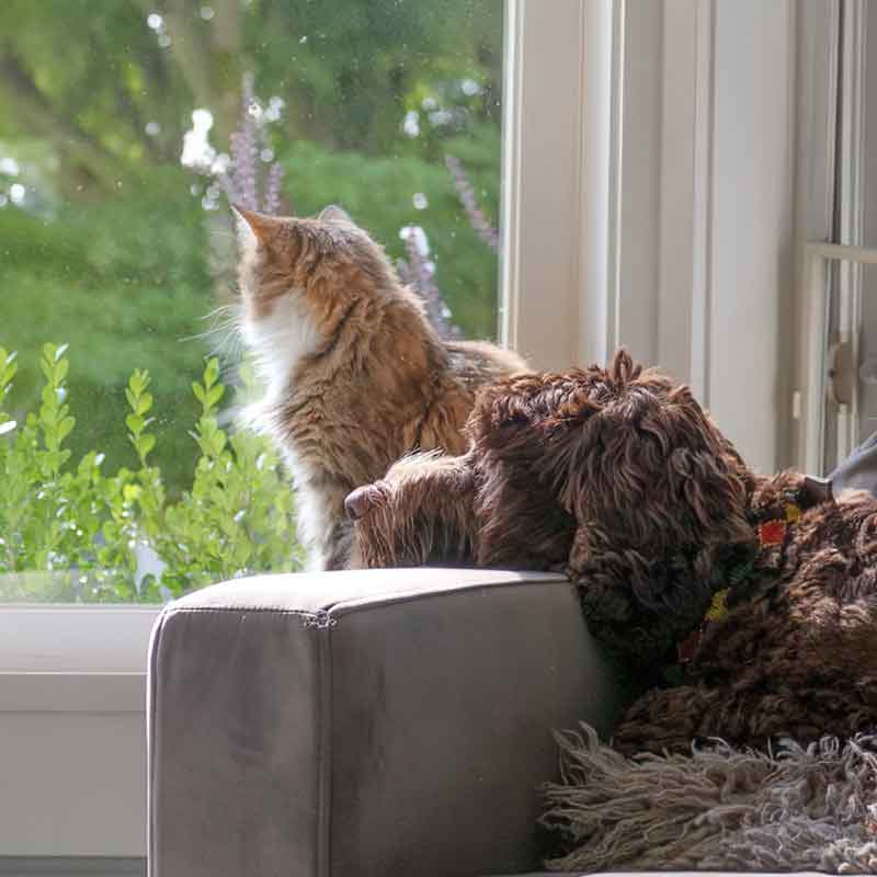 For Senior Pets For Senior Pets