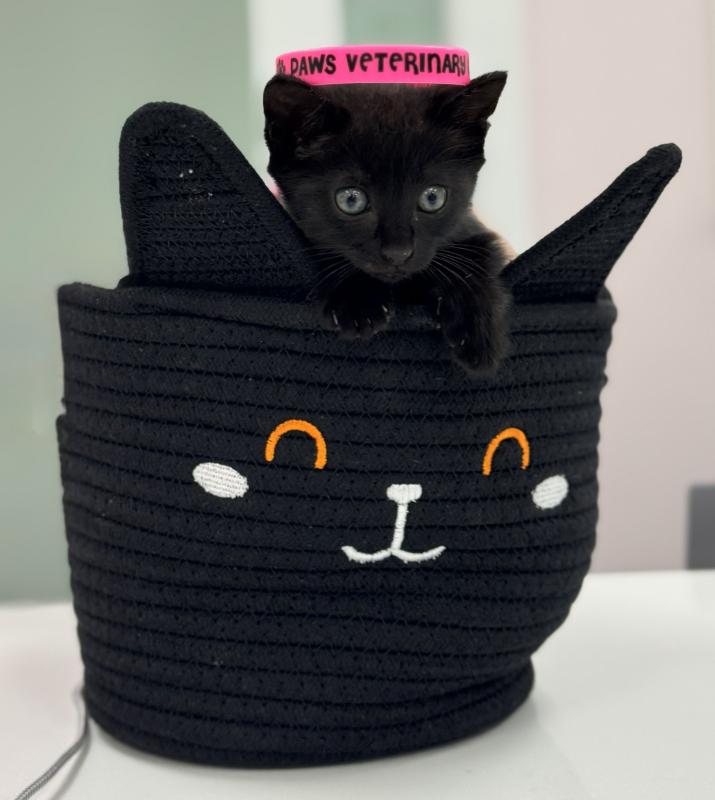 Mila , The Queen Mila , The Queen